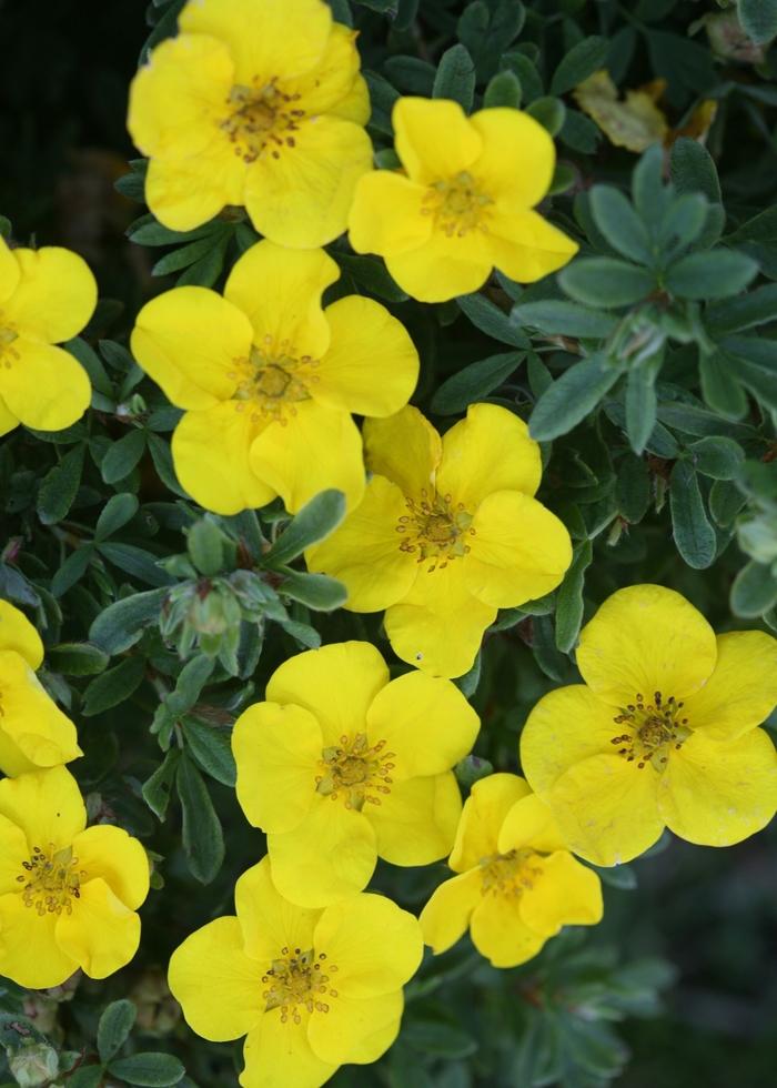 Potentilla fruticosa Happy Face&reg; Yellow