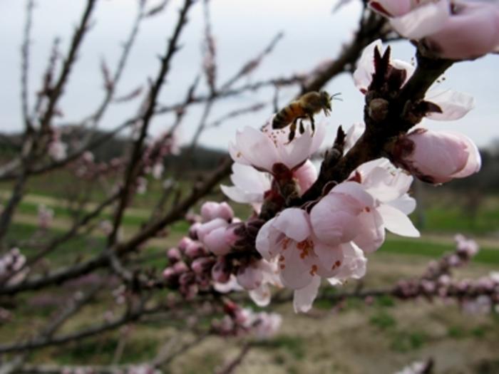Prunus persica Bonfire
