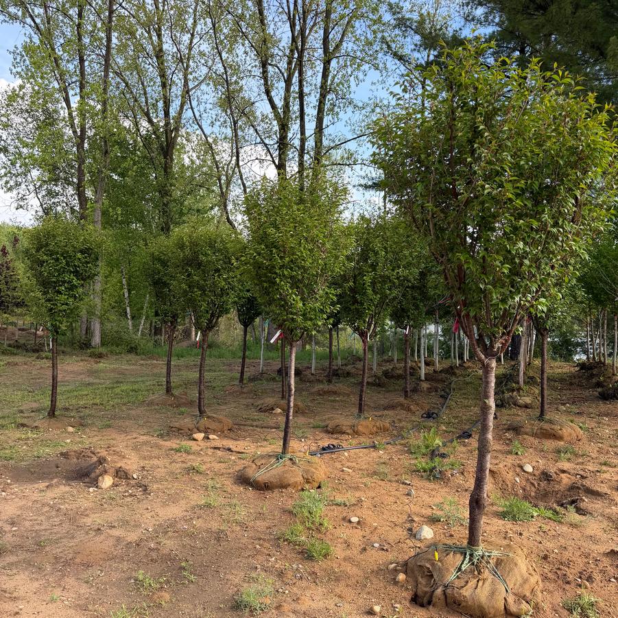 Prunus 'First Blush®' - Flowering Cherry from Great Lakes Landscape Supply