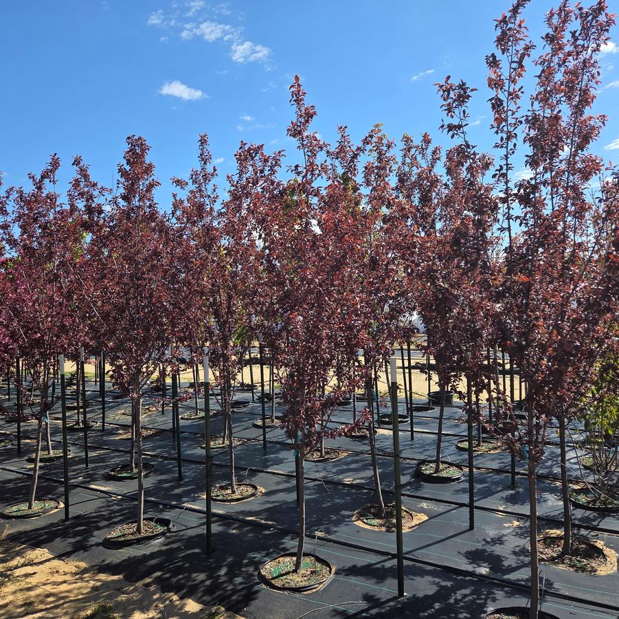 Prunus cerasifera 'Thundercloud' - Cherry Plum from Great Lakes Landscape Supply