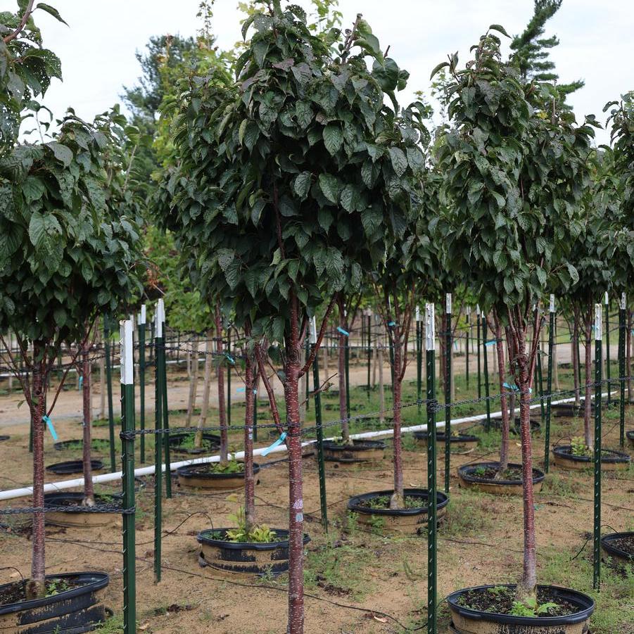 Prunus sargentii 'Pink Flair®' - Cherry from Great Lakes Landscape Supply