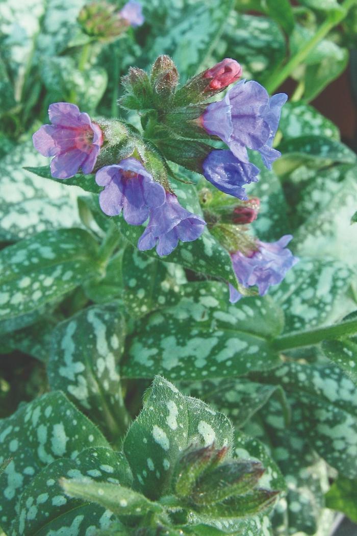 Pulmonaria saccharata Mrs Moon