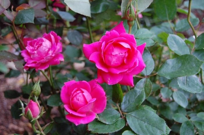 Rosa Knock Out&reg; Pink Double