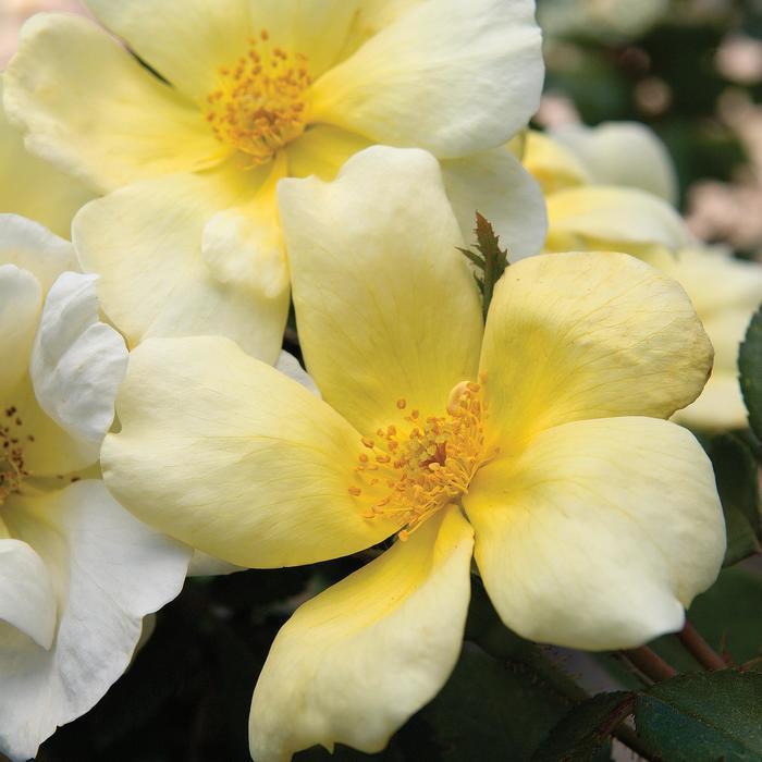 Rosa Knock Out&reg; Sunny