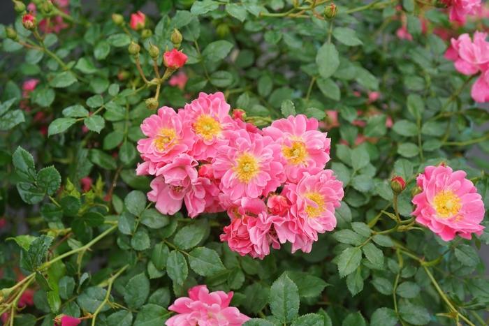Rosa Oso Easy&reg; Double Pink
