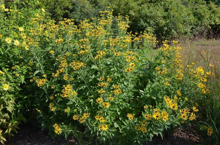 Rudbeckia subtomentosa Little Henry