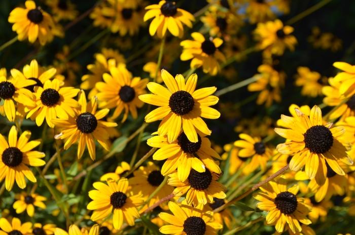 Rudbeckia fulgida var. fulgida 