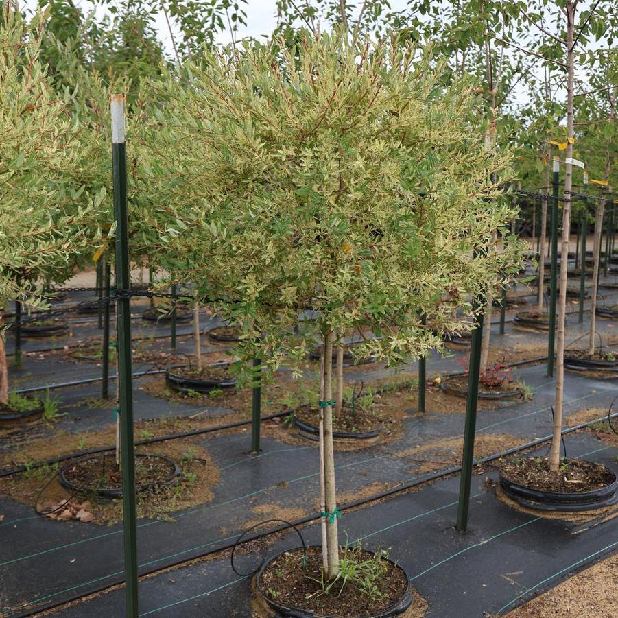 Salix integra 'Hakuro-Nishiki' - Dappled Willow from Great Lakes Landscape Supply