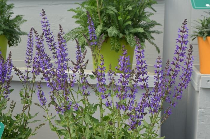 Salvia nemorosa Marcus&reg;