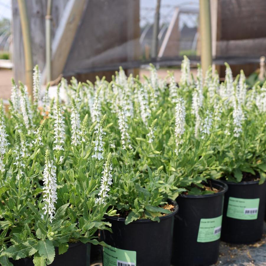 Salvia x sylvestris 'Snow Hill (Schneehugel)' - Sage from Great Lakes Landscape Supply