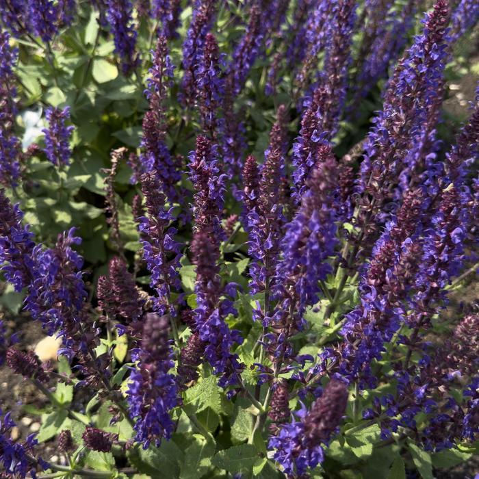 Salvia nemorosa Violet Profusion