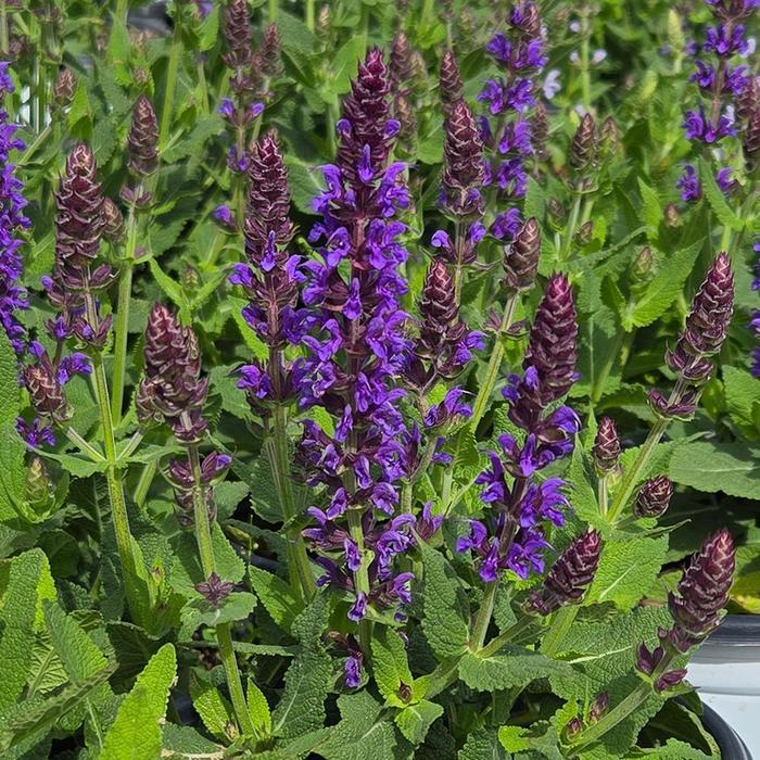 Salvia nemorosa Color Spires&reg; Violet Riot