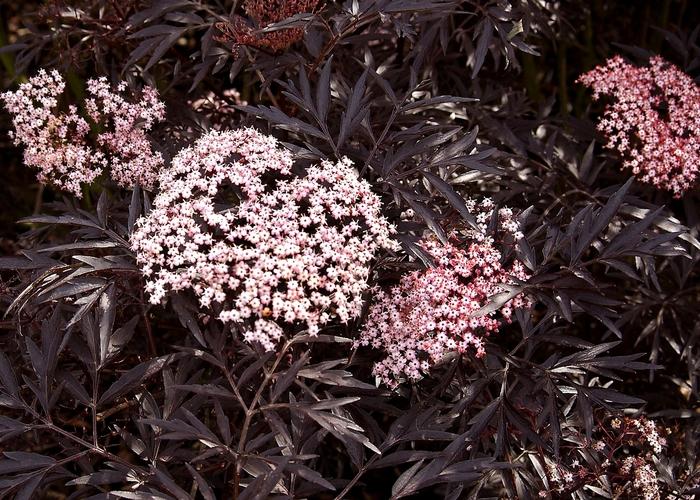 Sambucus nigra Black Lace&reg;