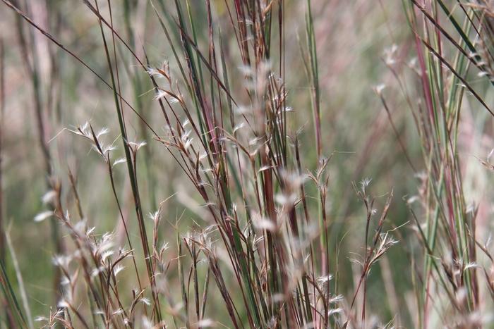 Schizachyrium scoparium The Blues