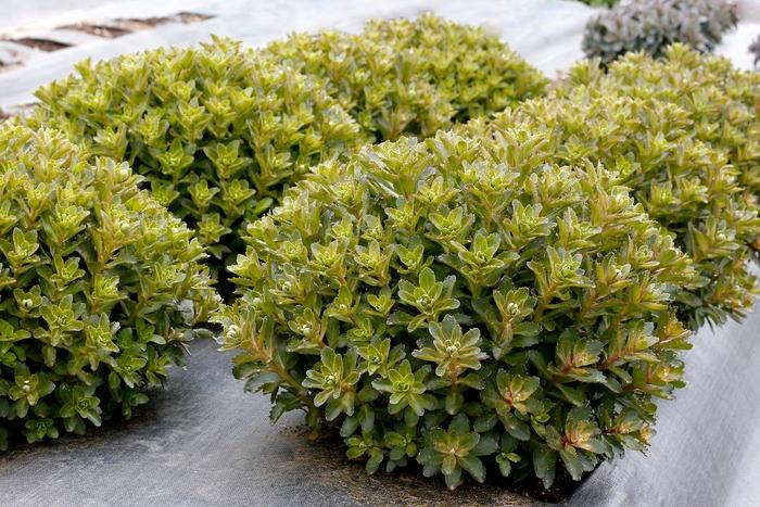 Sedum telephium Double Martini