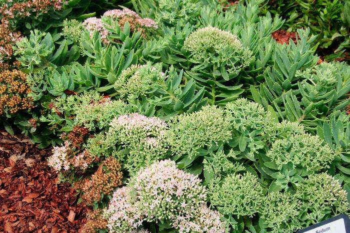 Sedum Rock 'N Grow&reg; Pure Joy