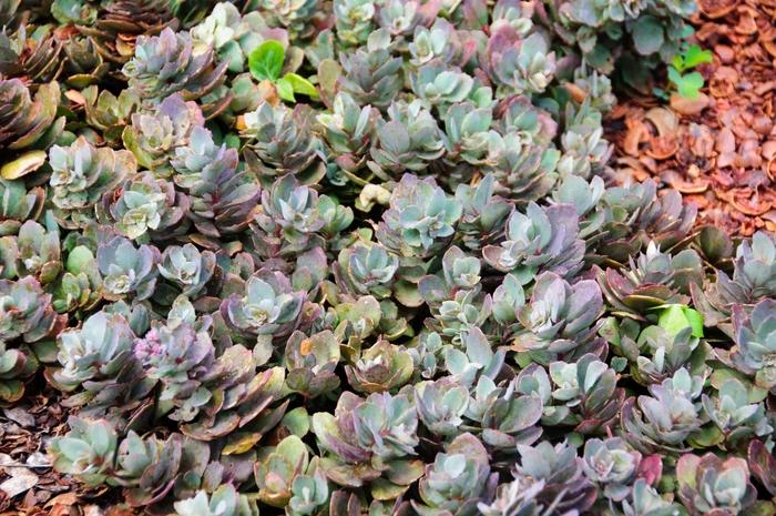 Sedum Sunsparkler&reg; Dazzleberry
