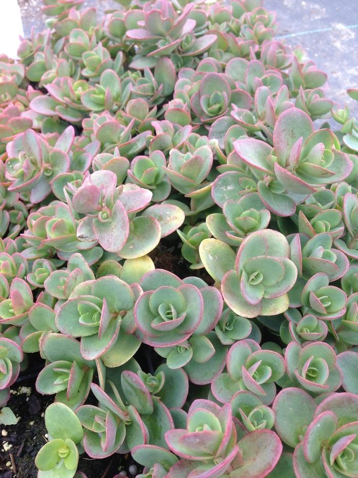 Sedum Sunsparkler&reg; Lime Zinger