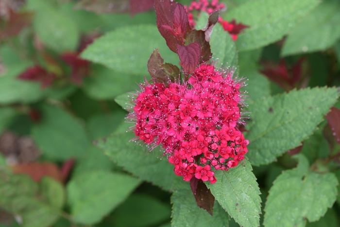 Spiraea Double Play Doozie&reg;