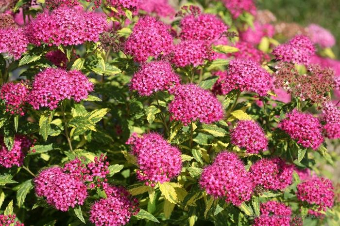 Spiraea japonica Double Play&reg; Painted Lady&reg;