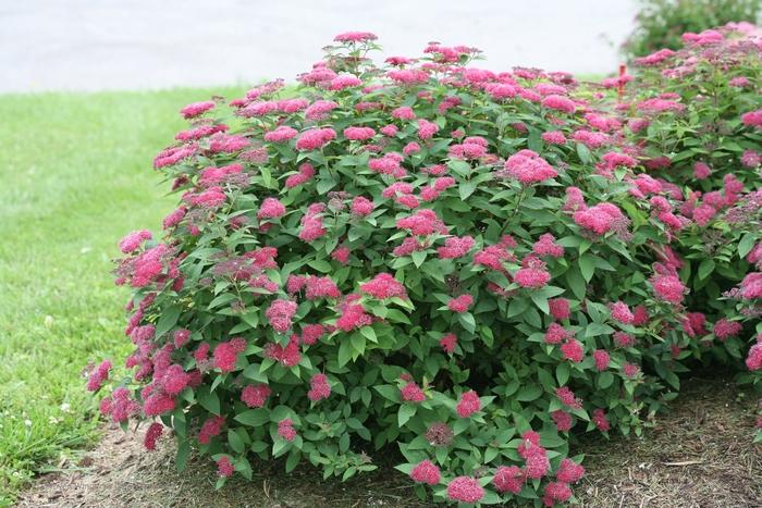 Spiraea japonica Double Play&reg; Red