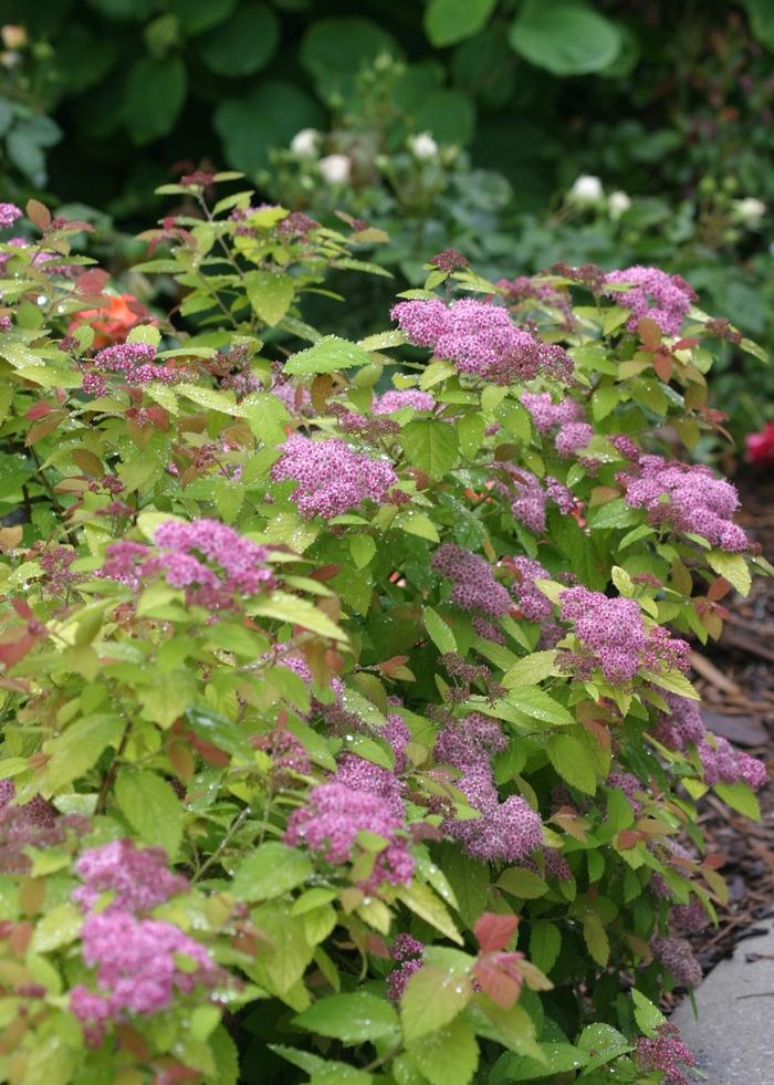 Spiraea Double Play Big Bang&reg;
