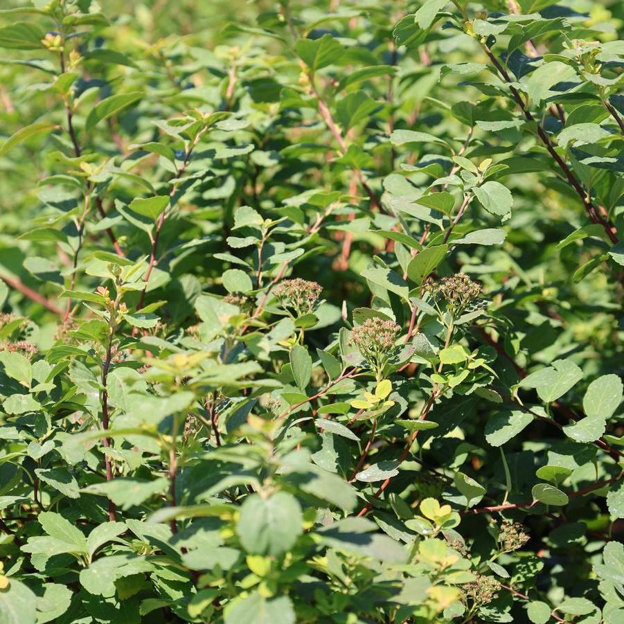 Spiraea betulifolia 'Tor' - Birchleaf Spirea from Great Lakes Landscape Supply