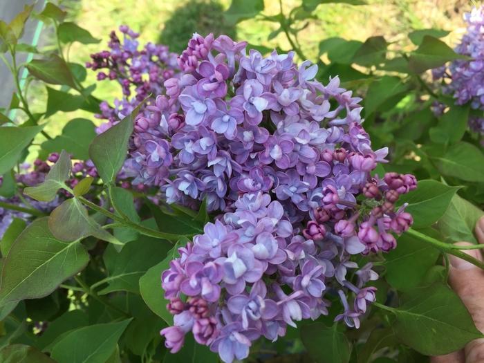Syringa x hyacinthiflora Scentara&reg; Double Blue