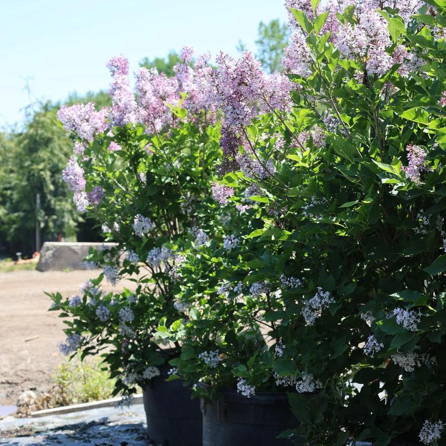 Syringa pubescens ssp. patula 'Miss Kim' - Lilac from Great Lakes Landscape Supply