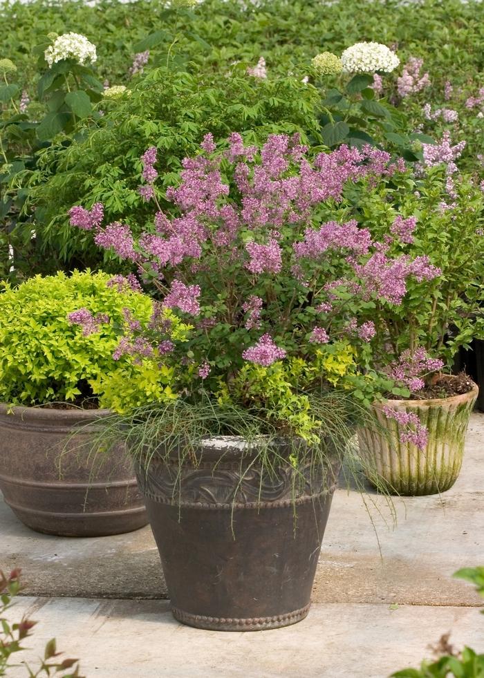 Syringa Bloomerang&reg; Purple