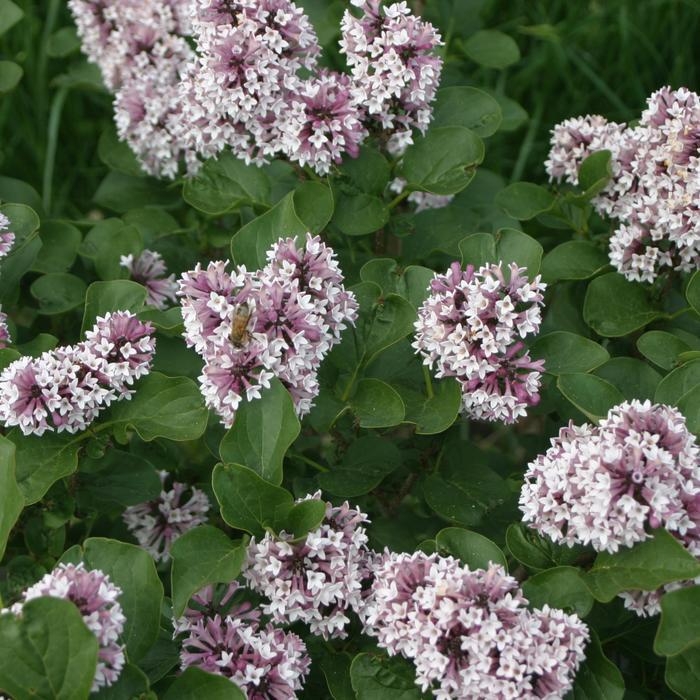 Syringa Baby Kim&reg; 
