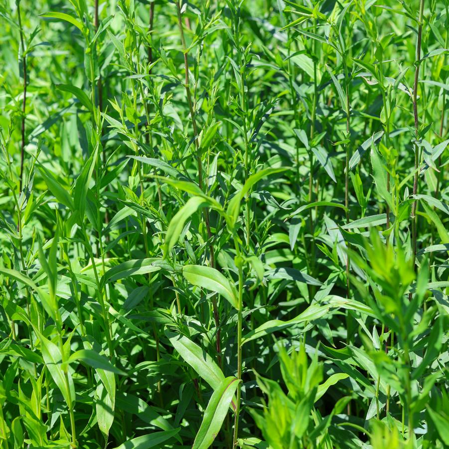 Symphyotrichum laeve - Smooth Aster from Great Lakes Landscape Supply