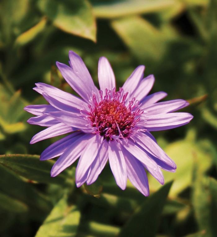 Aster novi-belgii Wood's Purple