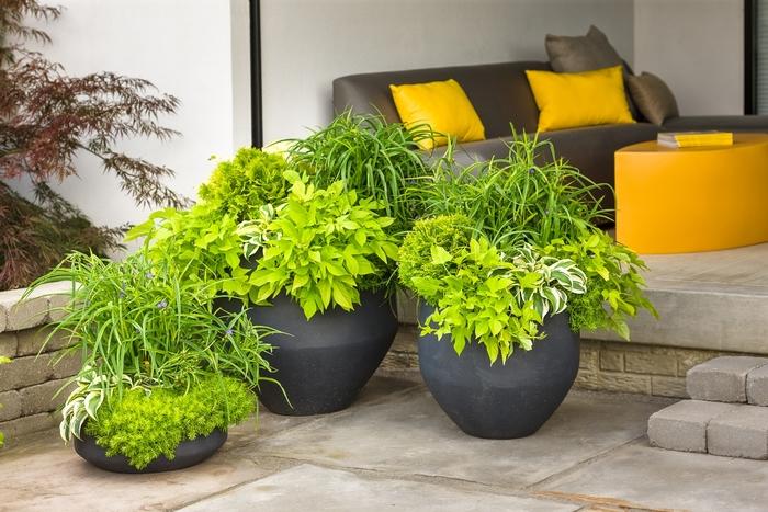 Thuja occidentalis Anna's Magic Ball&reg;