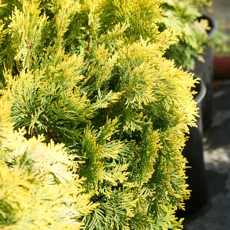 Thuja occidentalis 'Autumn Moon' - Arborvitae from Great Lakes Landscape Supply