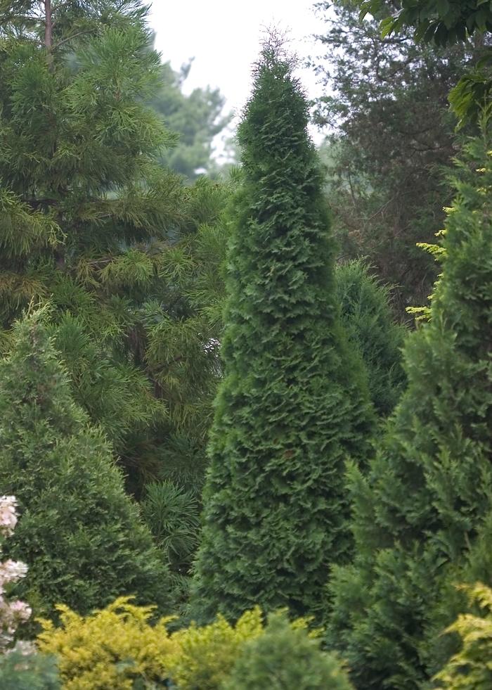 Thuja occidentalis North Pole&reg;