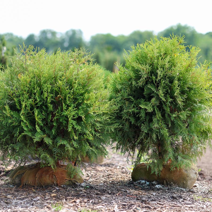 Thuja occidentalis 'Golden Globe (Aurea)' - Arborvitae from Great Lakes Landscape Supply