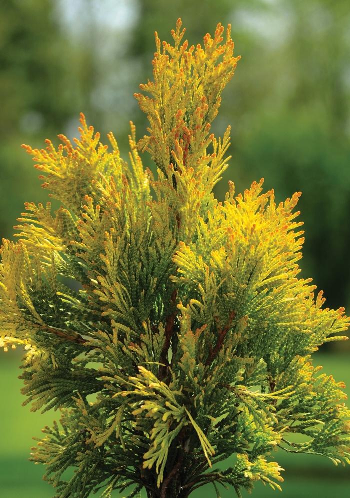 Thuja plicata Forever Goldy&trade;