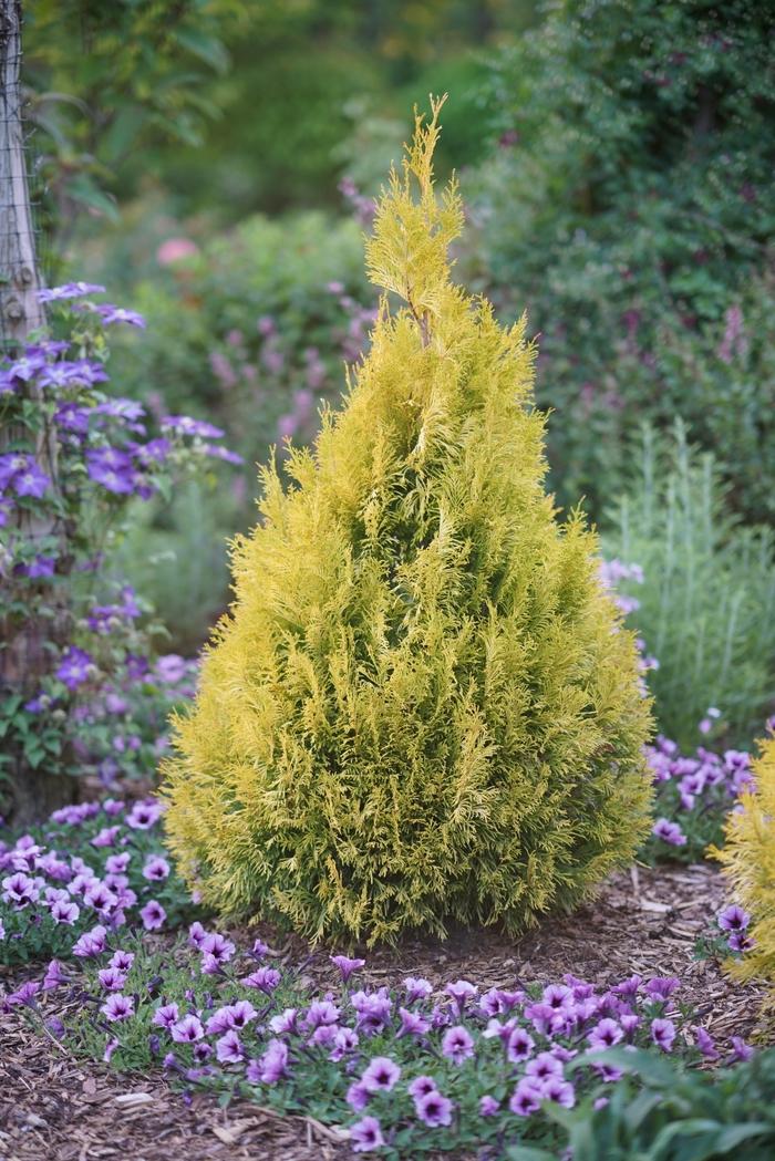 Thuja plicata Fluffy&reg;