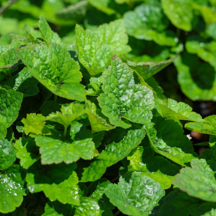 Tiarella cordifolia 'Brandywine' - Foamflower from Great Lakes Landscape Supply