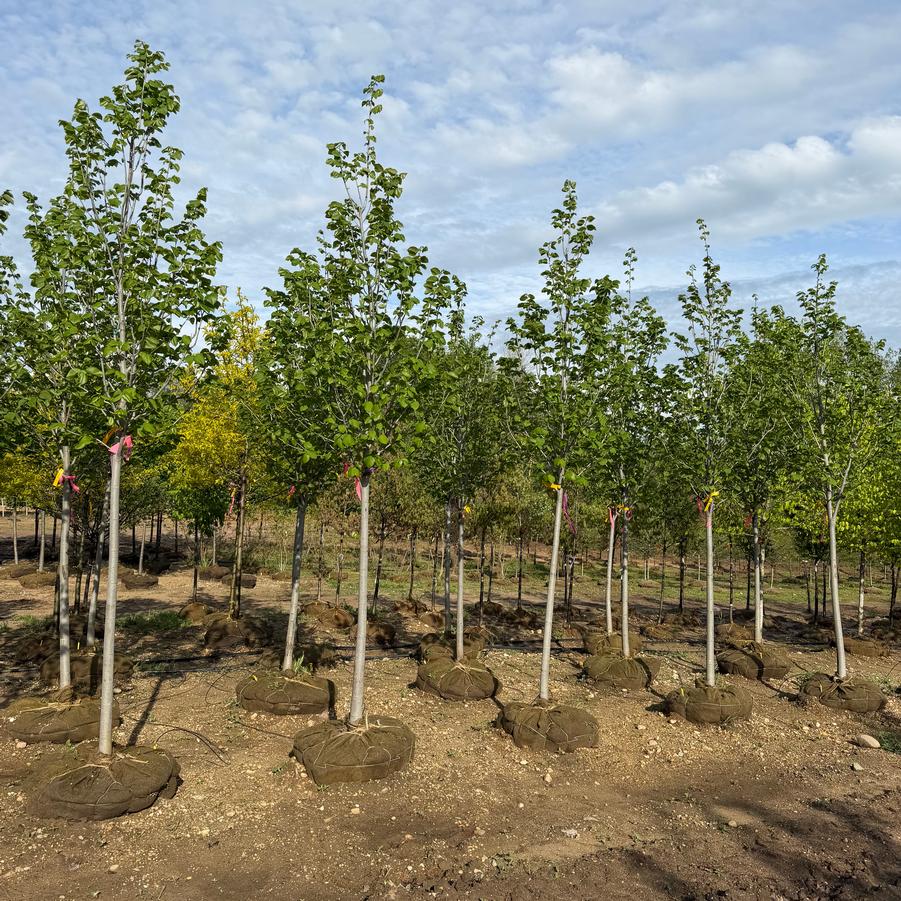 Tilia americana 'American Sentry®' - Linden from Great Lakes Landscape Supply