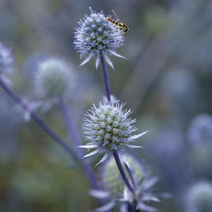 Eryngium planum Blue Glitter