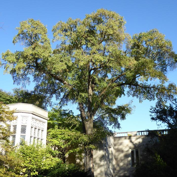 Ulmus Accolade&trade;