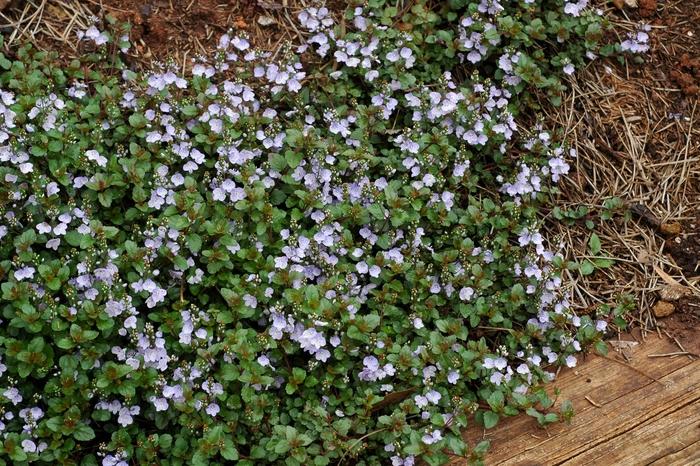 Veronica Waterperry Blue