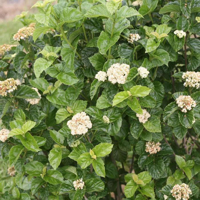 Viburnum dentatum var. deamii All That Glitters&reg; 