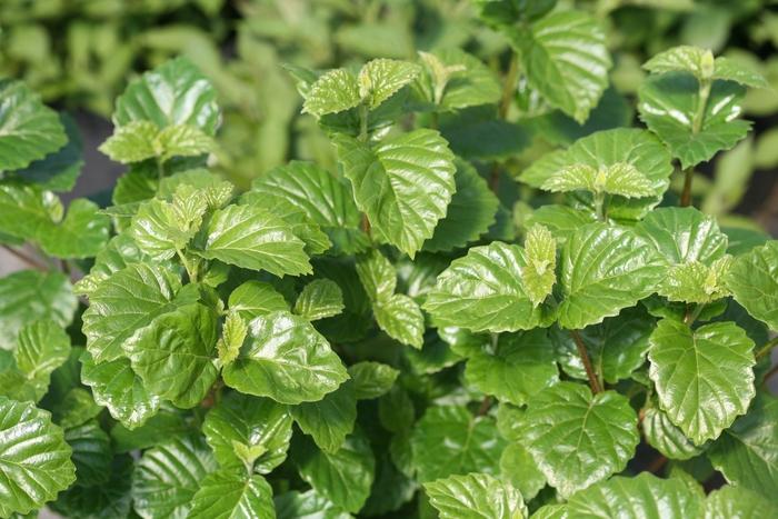 Viburnum dentatum var. deamii All That Glows&reg; 