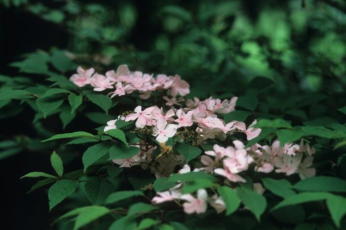 Viburnum plicatum f. tomentosum Pink Beauty