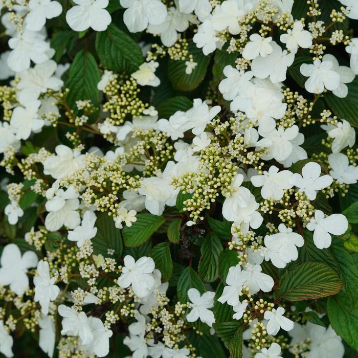Viburnum plicatum var. tomentosum Steady Eddy&reg;
