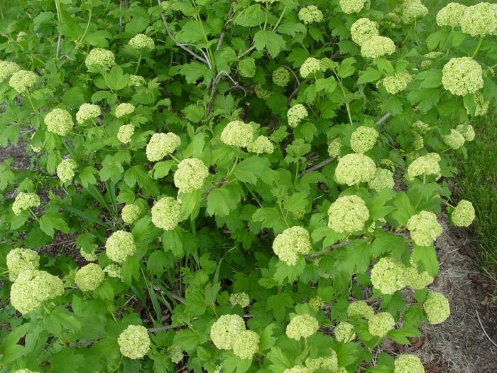 Viburnum trilobum Redwing