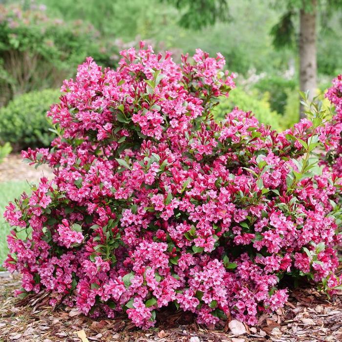 Weigela florida Sonic Bloom&reg; Punch